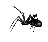 Pest Control. Pest Control Spain. Pest. Pests. Pest Control Spain. Bugs and Pest Control Spain. Pest Kill Spain